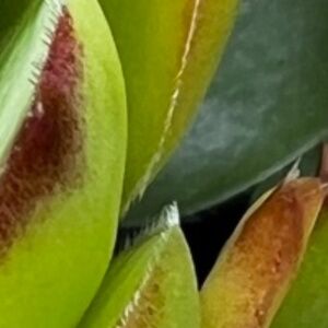 Puppy Pads, Clean Up Bags, Kong Balls, Chew Toys Bundle